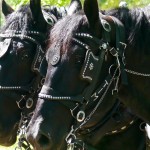 Percherons